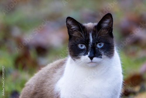 Portrait of a blue-eyed cat sitting in the grass © serge