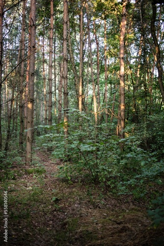 trees in the forest
