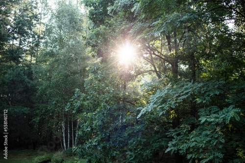 Polish forrest