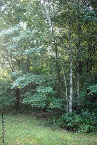Polish forrest