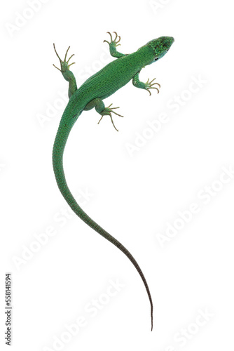 Top view of Western Green Lizard aka Lacerta bilineata. Isolated on white background. photo