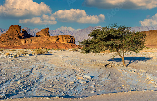 Landscape with old acacia tree in natural park Timna, it is located 25 km of ...