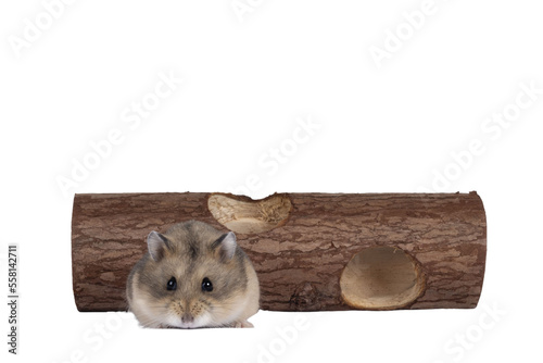 Cute brown dwarf hamster, walking towards camera from wooden trunk toy. Isolated cutout on a transparent background. photo