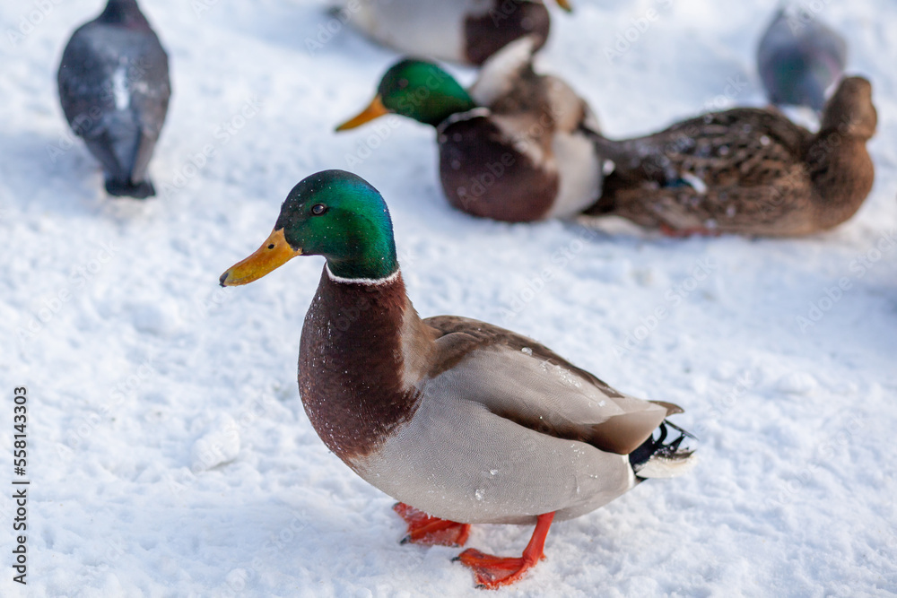 Ducks in a winter public park. Duck birds are standing or sitting in the snow. Migration of birds. Ducks and pigeons in the park are waiting for food from people. Ducks in a winter public park. Duck birds are standing or sitting in the snow. Migration of birds. Ducks and pigeons in the park are waiting for food from people.