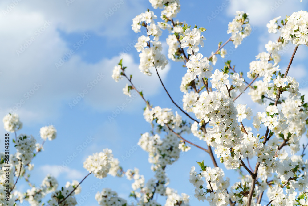 Branches of cherry blossoms against the sky. Branches of cherry blossoms against the sky.