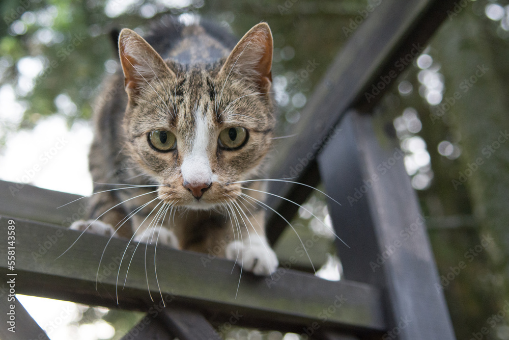 Black beige and white cat standing high on trellis, looking into the camera