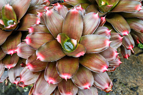 Purple Passion Bromeliad top view in the garden