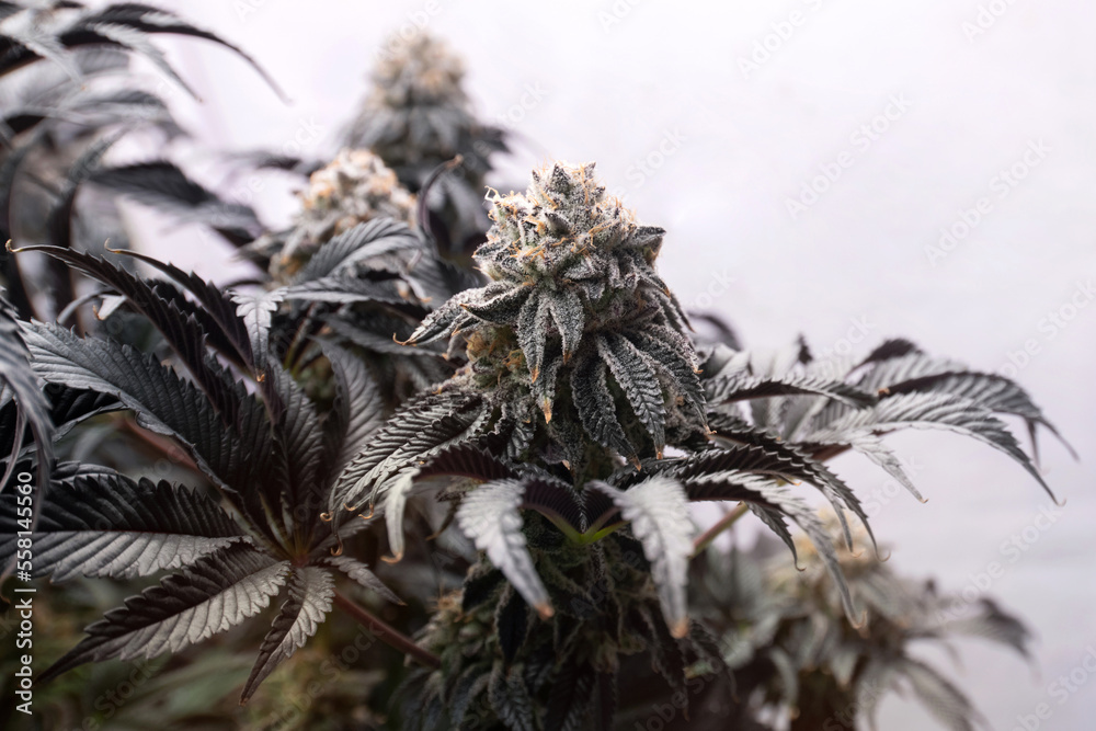 Naklejka premium Flower bud of Cannabis Indica in indoor farm, Hemp flower bud on white background, herbal medicine,.Cannabis plants grown in indoor hydroponic greenhouses and LED lights for medicinal purposes