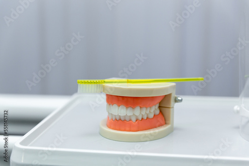 Clean teeth dental jaw model and yellow thooth brush on gray background. photo