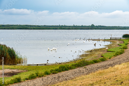 Ducks along the shores of the Ijsselmeer lake near the village of Cornwerd  in the province of Friesland  Netherlands
