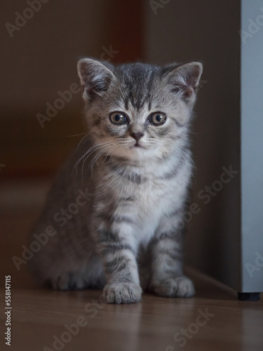 portrait of cute british kitten © vprotastchik
