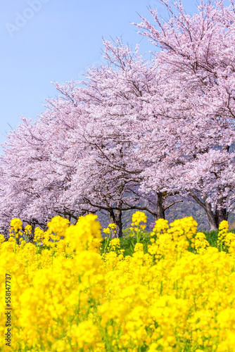 満開の桜並木と菜の花