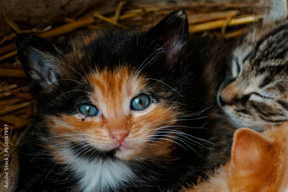 Cute calico kitten with blue eyes looking at the camera, litter of three kittens in the straw on a farm - obrazy, fototapety, plakaty 