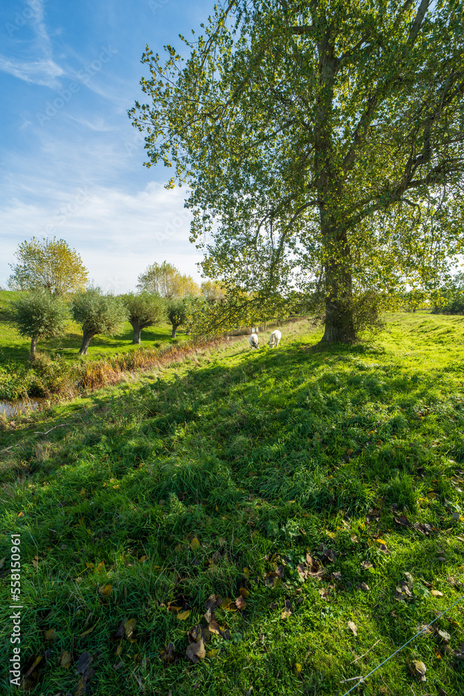 Two cows grazing near a tree in Retranchement, the Netherlands Two cows grazing near a tree in Retranchement, the Netherlands