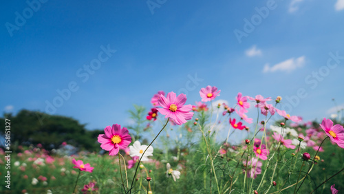 Beautiful cosmos flowers blooming in the garden field and sky blue. © NewSaetiew