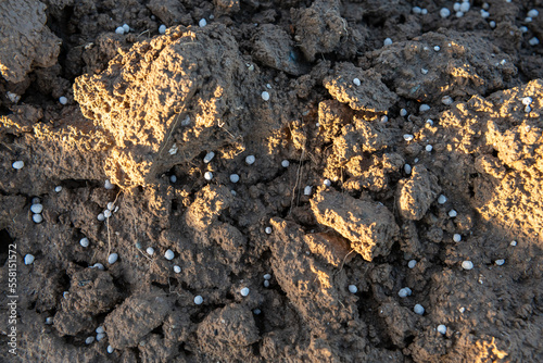 Epandage d'engrais Bio3G stimulateur de croissance qui augmente l'activité microbienne du sol. Billes perlées de 3 mm au sol photo