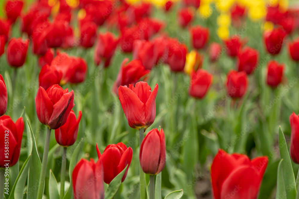 Red tulips in a flower bed. The tulip bud in garden. Beautiful simple spring flowers. Floral background. To grow plants in field. Gardening. Red tulips in a flower bed. The tulip bud in garden. Beautiful simple spring flowers. Floral background. To grow plants in field. Gardening.