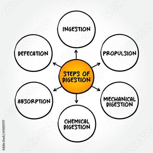 Steps of digestion mind map, text concept for presentations and reports