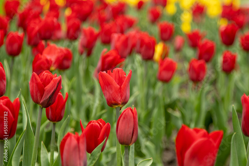 Red tulips in a flower bed. The tulip bud in garden. Beautiful simple spring flowers. Floral background. To grow plants in field. Gardening.