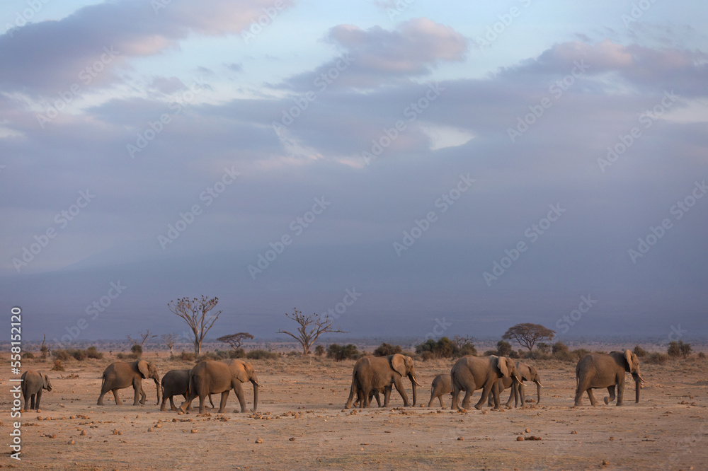 A herd of elephants walking at Ambosli national park with dense cloud at the backdrop, Kenya