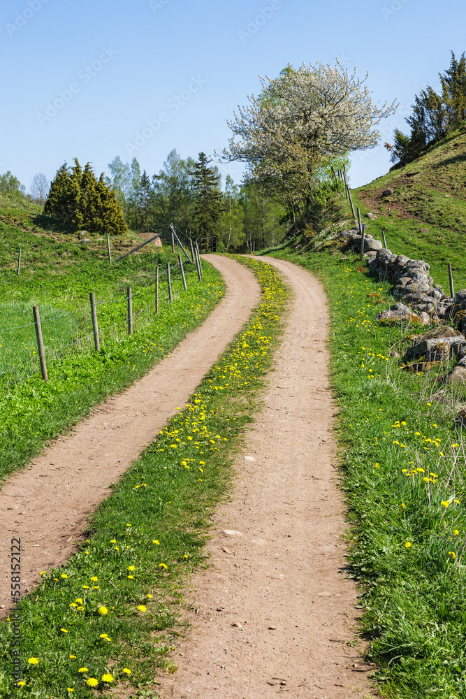 Dirt road on a meadow a sunny spring day