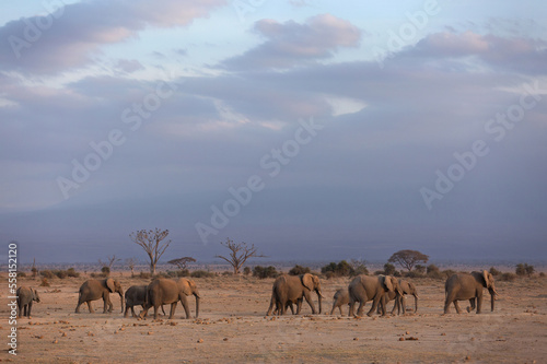 A herd of elephants walking at Ambosli national park with dense cloud at the backdrop  Kenya