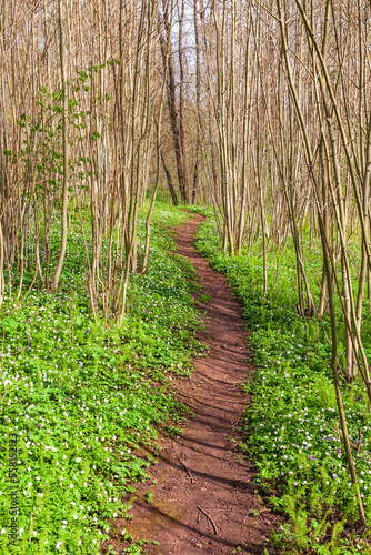 Woodland trail with flowering Wood anemone at spring