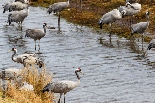 Flock of Cranes in the water at the beach photo