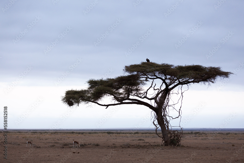 Thomson's Gazelles grazing and a vulture resting on the top of the tree at Amoseli national park, Kenya