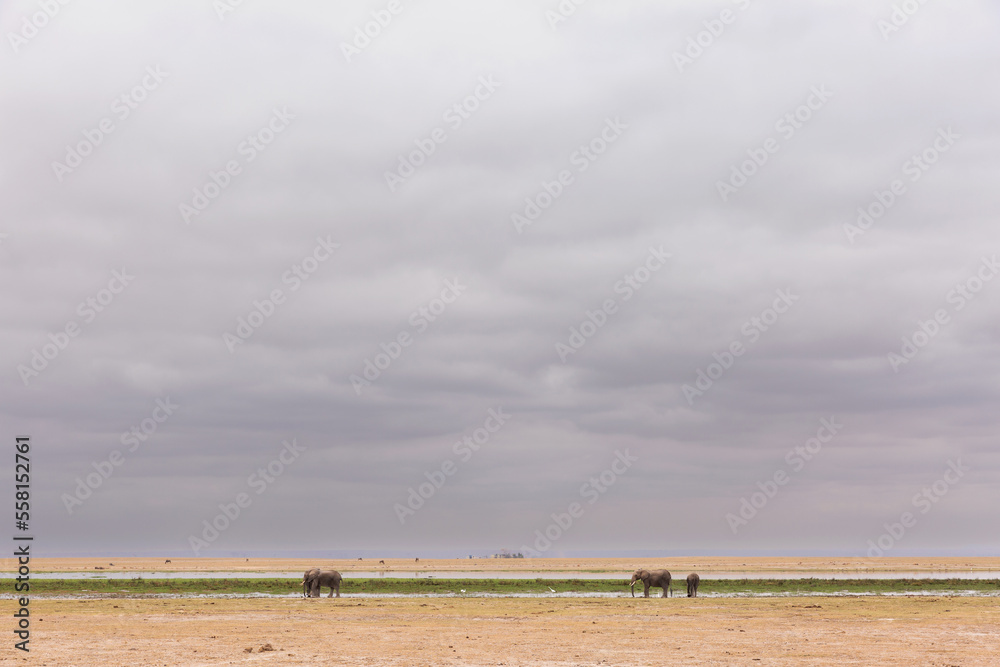 A wide angle view of elephants at Amboseli national park in cloudy weather, Kenya