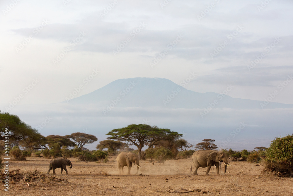 Elephants dust bathing and grazing at Ambosli national park with Mount Kilimanjaro at the backdrop, Kenya
