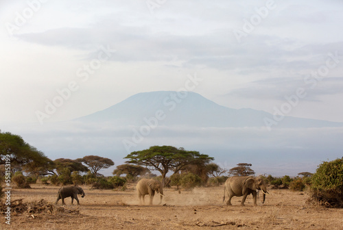 Elephants dust bathing and grazing at Ambosli national park with Mount Kilimanjaro at the backdrop  Kenya