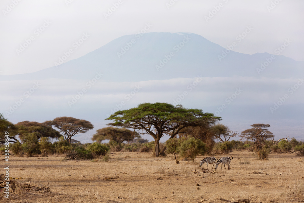 Zebras grazing with Mount Kilimanjaro at the backdrop, Amboseli national park, Kenya