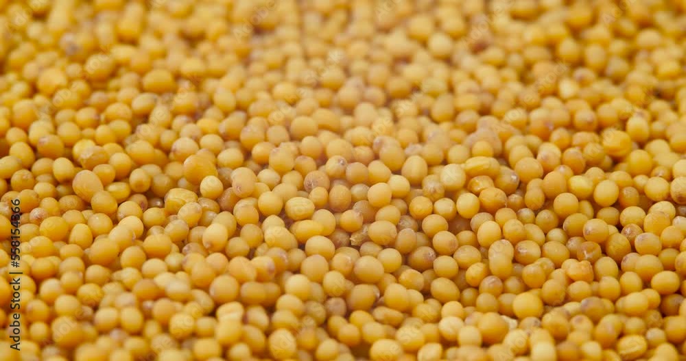 White Mustard Seeds Rotating Background. Dry Spice on a Rurn Table. Semen Brassicae Pile White Mustard Seeds Rotating Background. Dry Spice on a Rurn Table. Semen Brassicae Pile