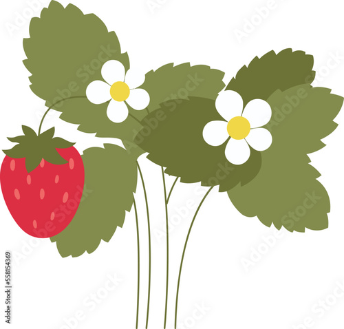 Strawberry tasty berries plants flat icon Fruits cultivation