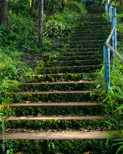 Old mossy stairs in the forest.