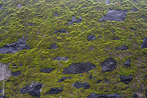 Green moss on stone
