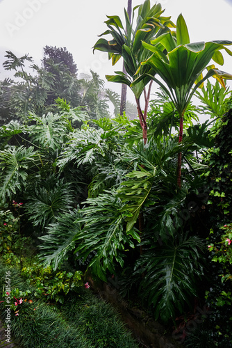 Tropical forest in the rain  monstera and palm trees