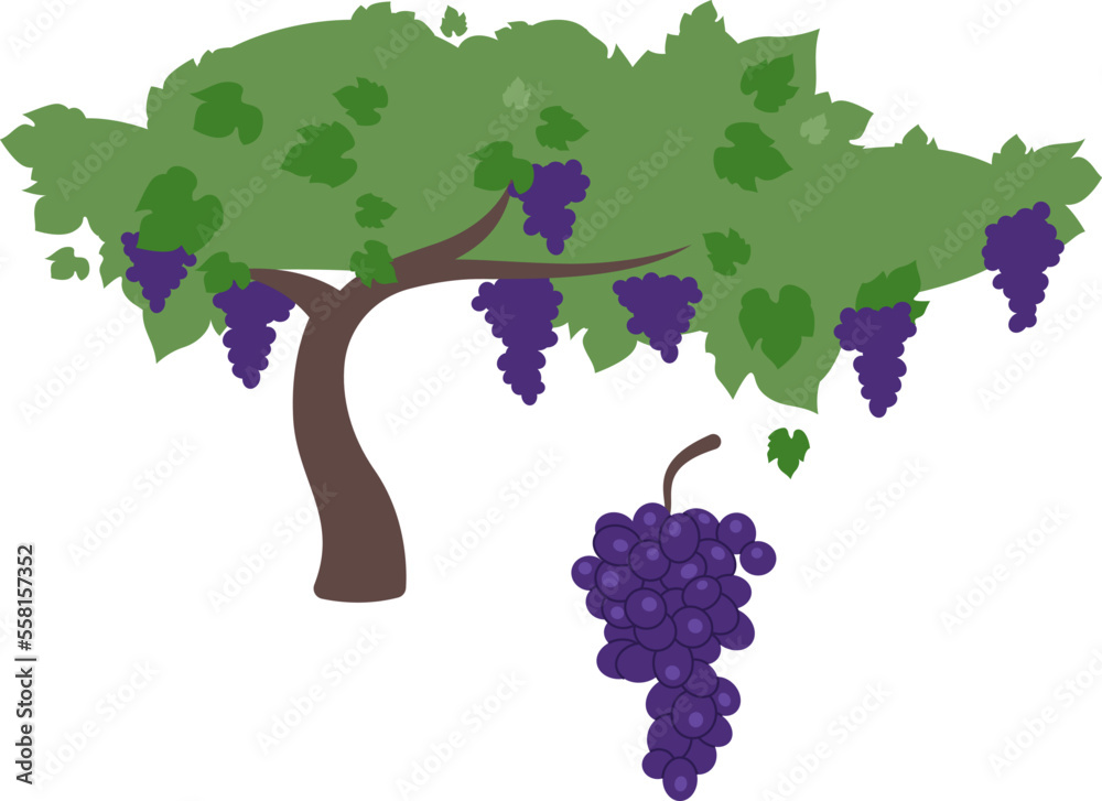 Seagrape Tree Vector Grape Tree Clip Art