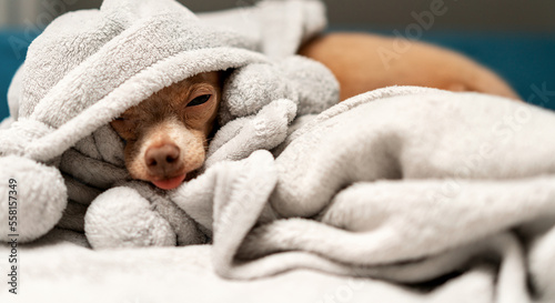 Funny little Toy Terrier dog looking from under blanket with sticking out tongue. © Barillo_Picture