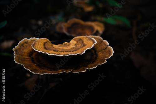 Turkey tail (Coriolus versicolor) is a mushroom. It contains polysaccharide peptide (PSP) and polyspaccharide krestin (PSK), which are used as medicine. photo