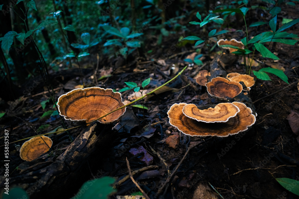 Fotka „Turkey tail (Coriolus versicolor) is a mushroom. It contains