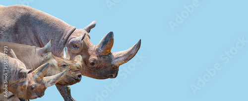 Banner with three huge and old African rhinos at blue sky solid background with copy space. Concept of biodiversity, wildlife conservation and protection.