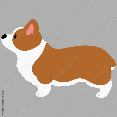 Simple and cute illustration of Corgi in side view flat colored