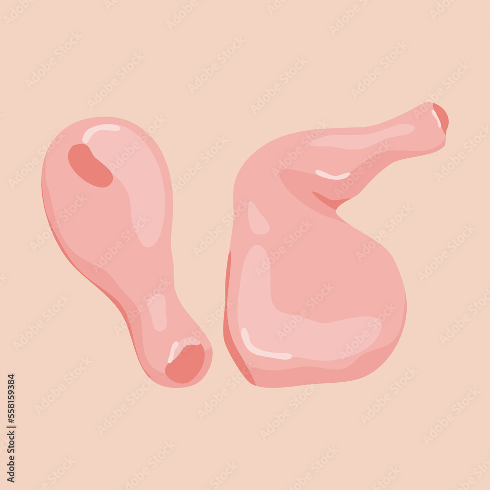 illustration of fresh-cut chicken meat illustration of fresh-cut chicken meat