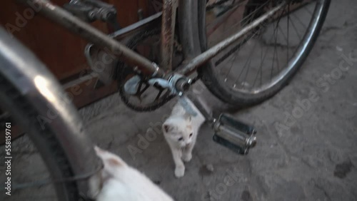 Two kittens playing on a bicycle in the streets of Marrakech. 4k kitten footage.