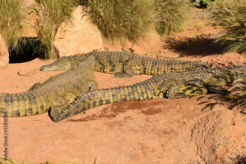 Agadir Morocco Africa  Nile Crocodile basking in the sun.