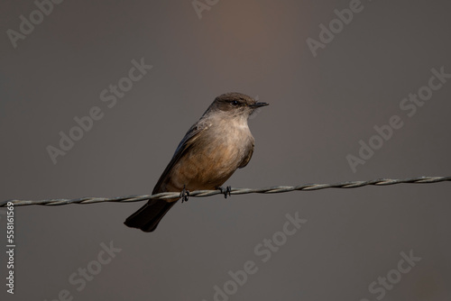 Say's Phoebe