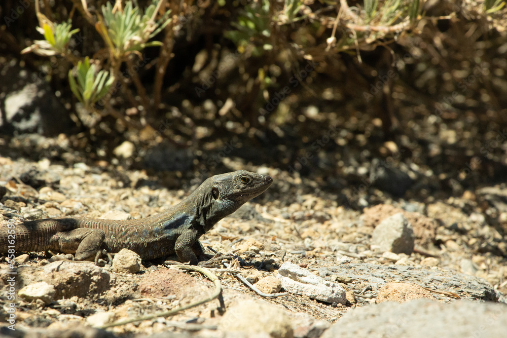 Lézards Lézards