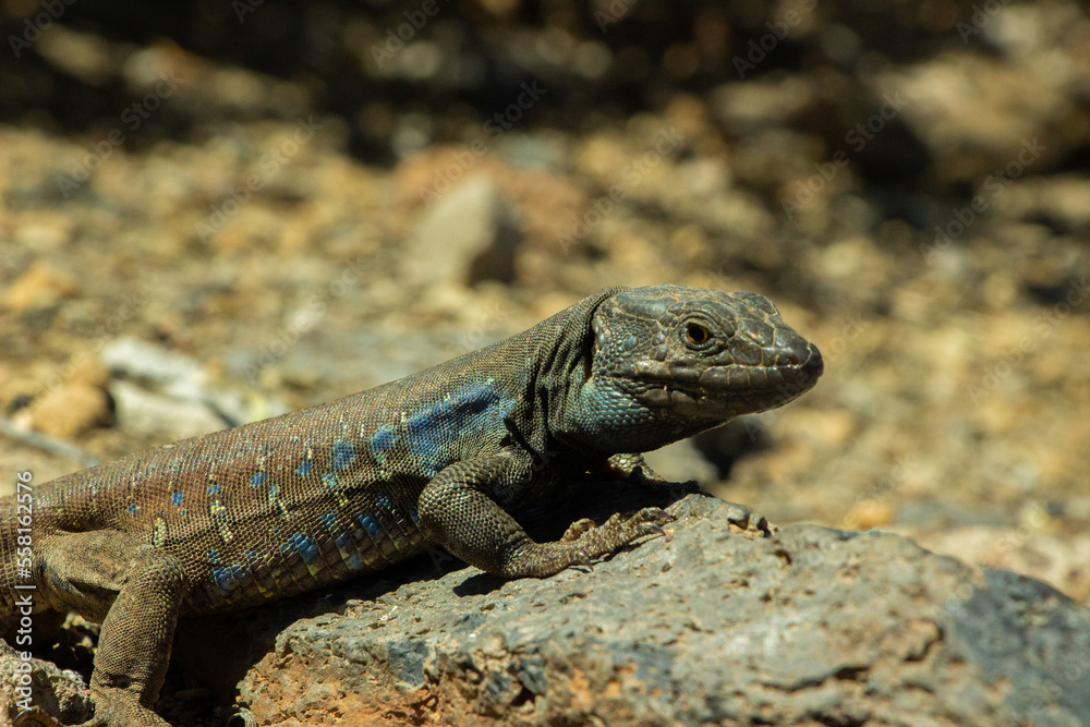 Lézards Lézards